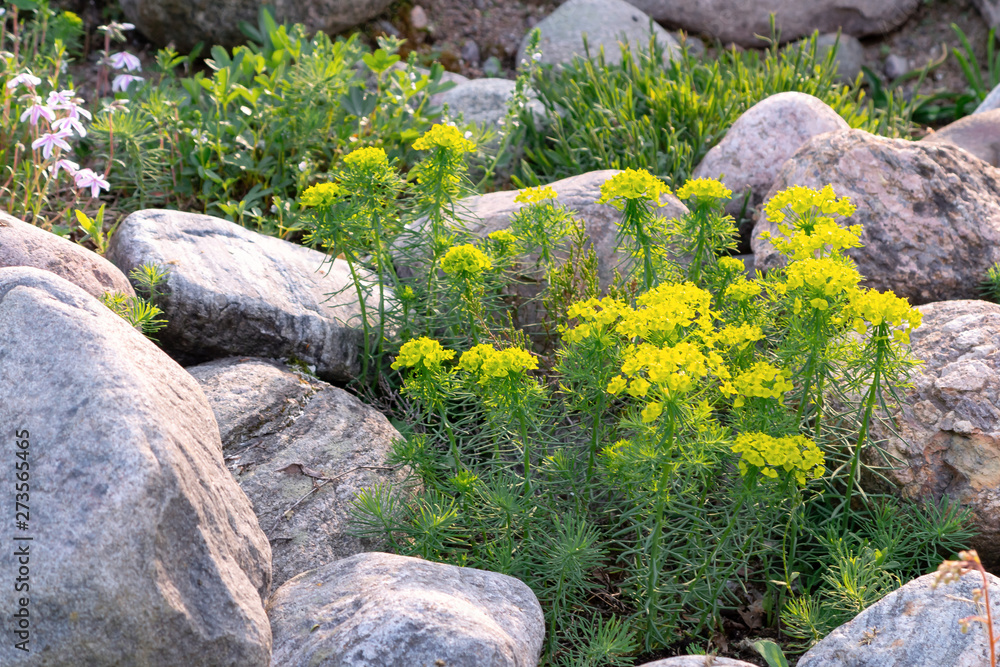 Blooming euphorbia cypress and other flowers in a small rockery in the summer garden Blooming euphorbia cypress and other flowers in a small rockery in the summer garden