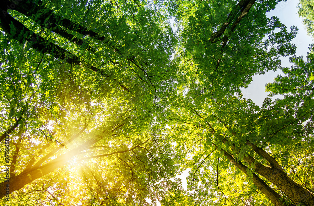 Wide angle Green forest. Tree with green Leaves and sun light Wide angle Green forest. Tree with green Leaves and sun light