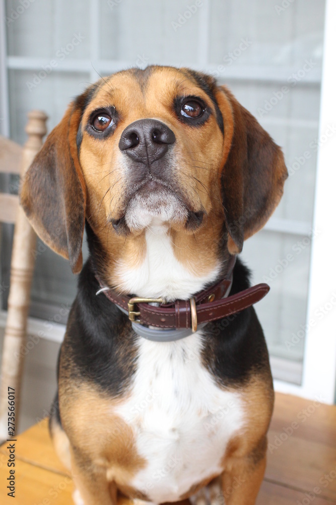 Handsome Beagle