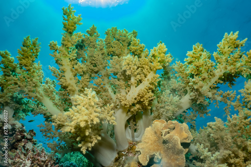 Fototapeta Naklejka Na Ścianę i Meble -  Coral reefs and water plants in the Red Sea, Eilat Israel