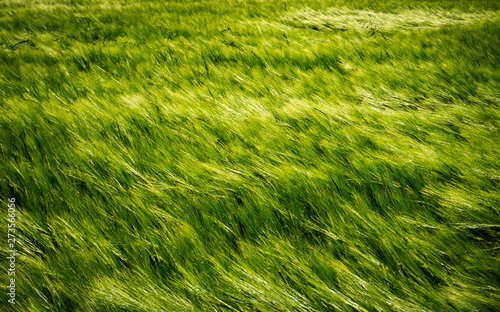 Field of young green barley in the wind before sunset, abstract nature background