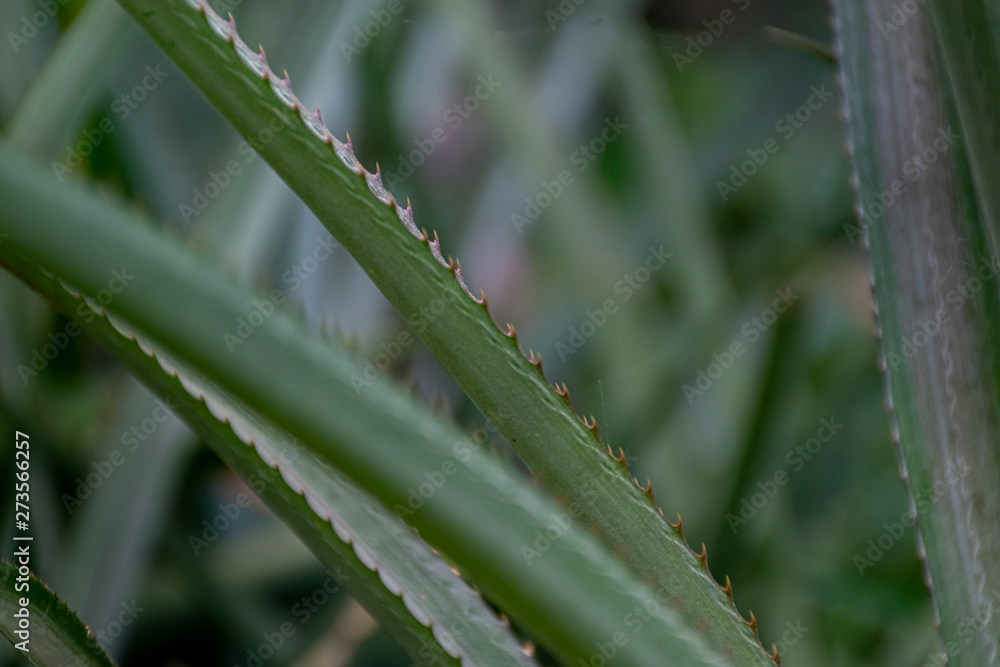 Pinapple leaves Pinapple leaves