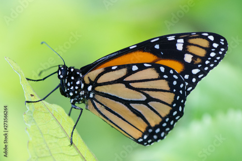 Canvas Print Butterfly 2019-49 / Monarch butterfly (Danaus plexippus)
