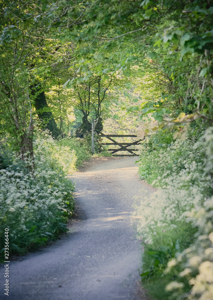 country lane with wild flowers and gate in spring