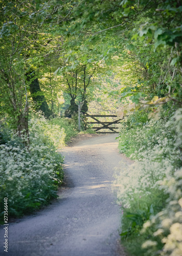 country lane with wild flowers and gate in spring