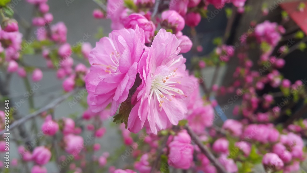 Close up view of several pink flowers under sunlight with pink petals Close up view of several pink flowers under sunlight with pink petals