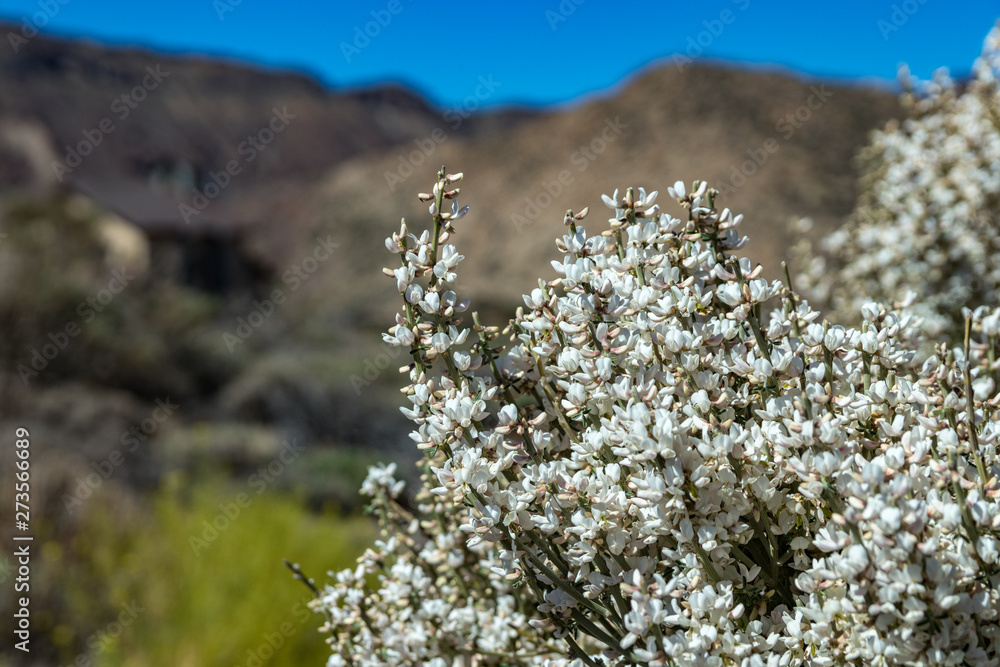 Close up of Blooming endemic bush. White flowers of Retama rhodorhizoides. National Park Teide, Tenerife, Canary Islands. Selective focus Close up of Blooming endemic bush. White flowers of Retama rhodorhizoides. National Park Teide, Tenerife, Canary Islands. Selective focus