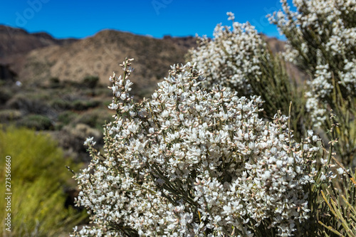 Close up of Blooming endemic bush. White flowers of Retama rhodorhizoides. National Park Teide, Tenerife, Canary Islands. Selective focus photo