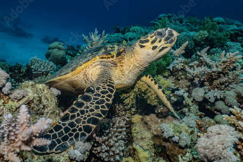 Hawksbill sea turtle in the Red Sea  dahab  blue lagoon sinai