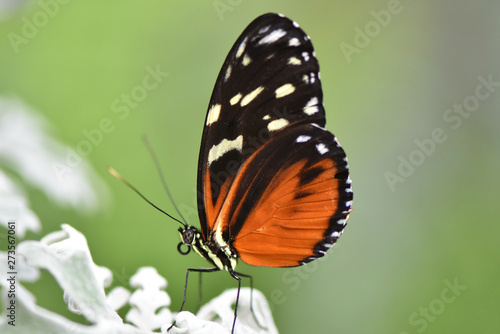 Butterfly 2019-52 / Tiger Longwing (Heliconius Hecale) © mramsdell1967