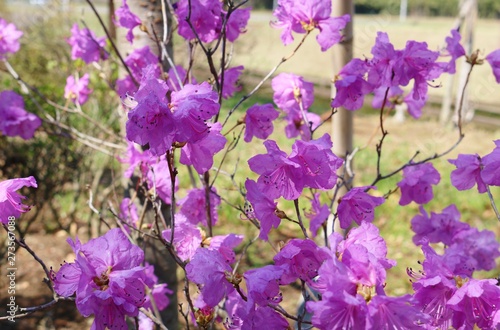 花　春　ヤシオツツジ　茨城