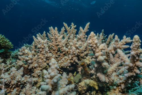 Coral reefs and water plants in the Red Sea  Eilat Israel