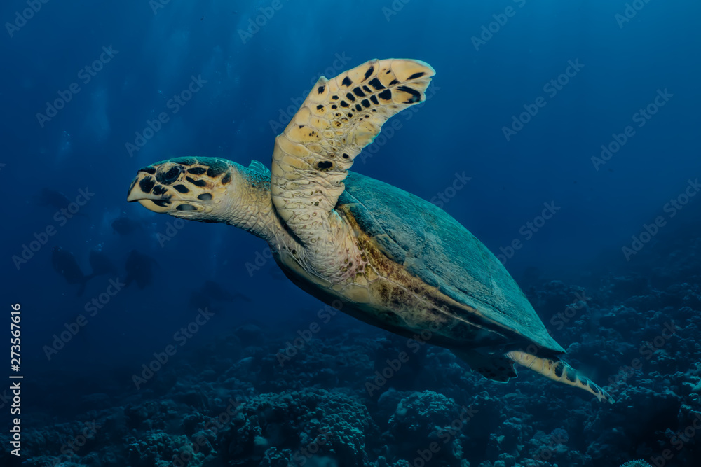 Fototapeta premium Hawksbill sea turtle in the Red Sea, dahab, blue lagoon sinai