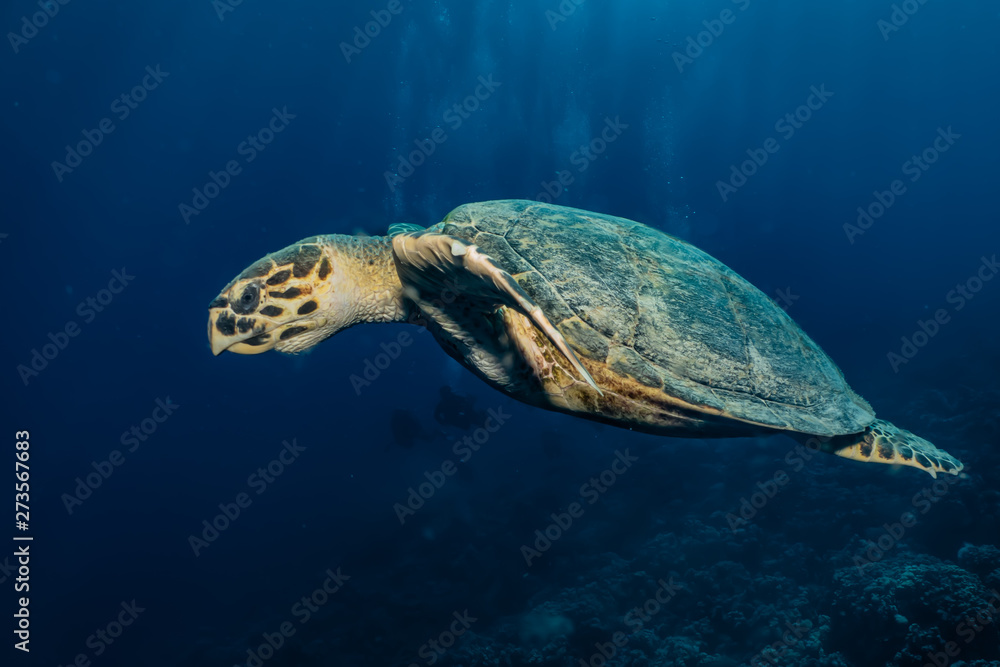 Fototapeta premium Hawksbill sea turtle in the Red Sea, dahab, blue lagoon sinai