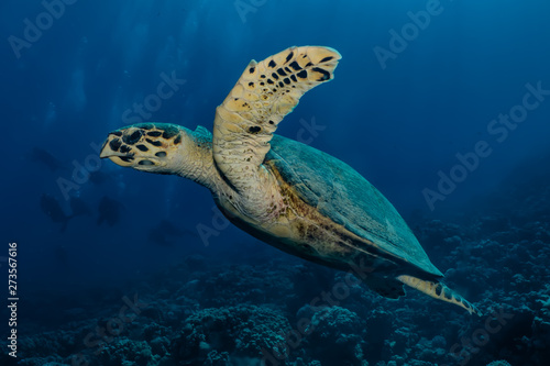 Hawksbill sea turtle in the Red Sea  dahab  blue lagoon sinai