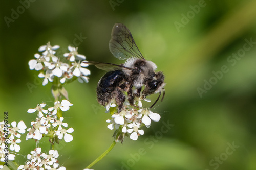 Ashy mining bee (Andrena cineraria) photo