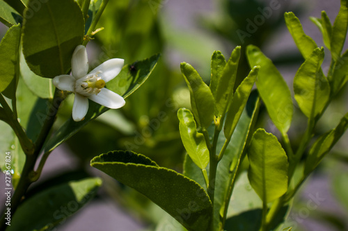 Flor de azahar, flor de limonero 
