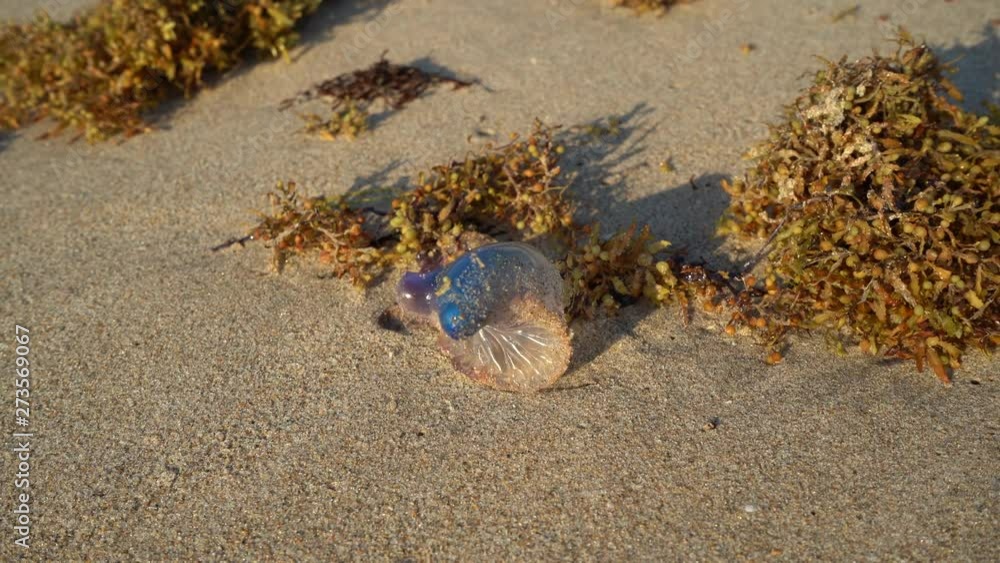 La agua mala está en la arena de la playa sobreviviendo.