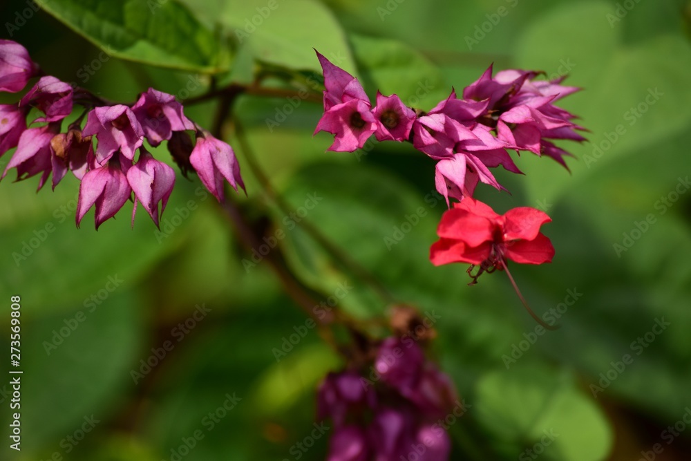 Purple and Red Flowers