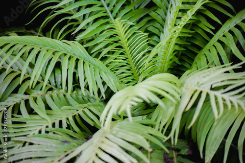 Texture and background of green leaves in nature