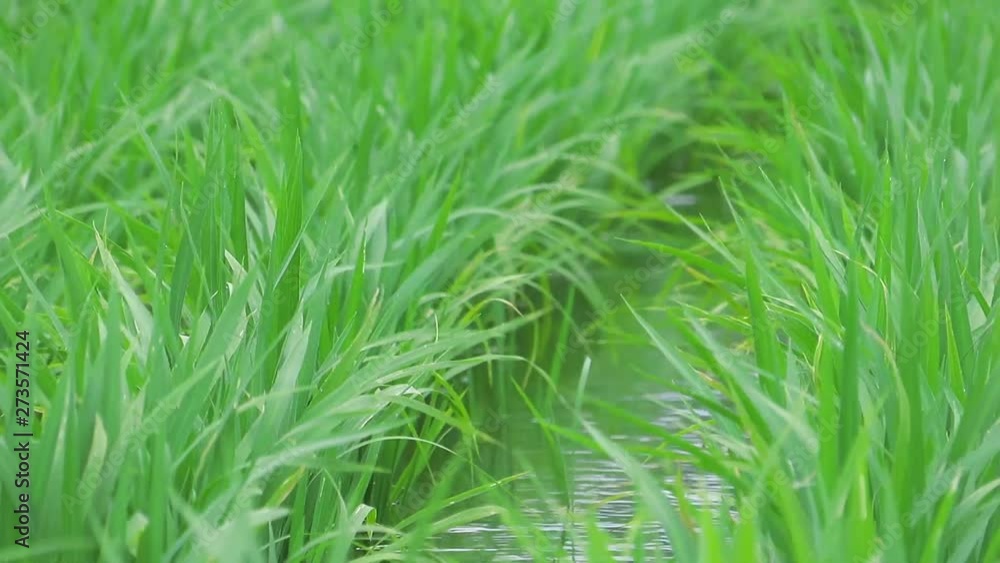 日本の田園風景 田植えの後 苗 水田 日本の田園風景 田植えの後 苗 水田
