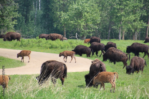 Herd Of Bison By The Road, Elk Island National Park, Alberta