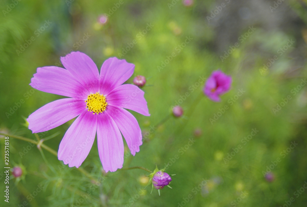pink flowers in garden pink flowers in garden