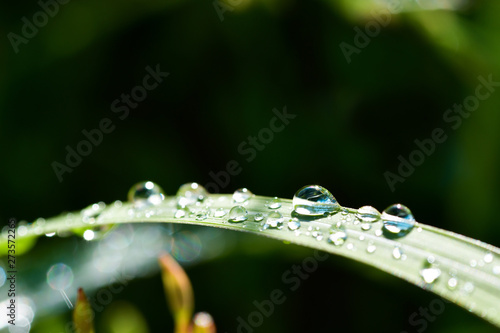 Dew drops close up