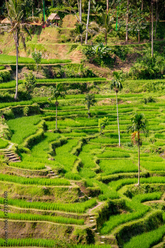 Rice fields in Tegalalang, Bali	