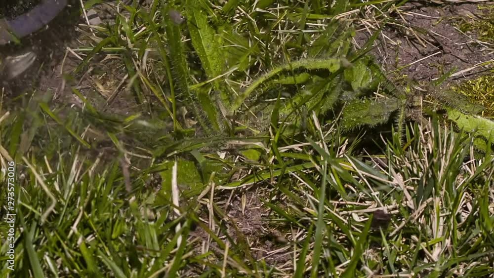 Destroying Weed Plant Wacker Machine Slow Motion 1500fps Destroying Weed Plant Wacker Machine Slow Motion 1500fps