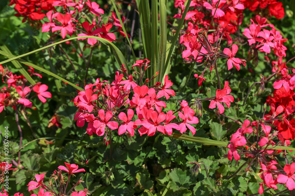 Beautiful flowers blooming in garden - Image Beautiful flowers blooming in garden - Image
