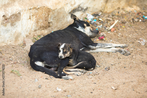Fototapeta Naklejka Na Ścianę i Meble -  Small Doggy