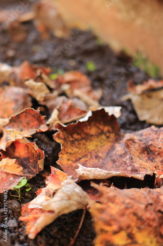 Dried leaves on the ground. Useful background. Autumn season around the corner. Surface of brown leaves material 