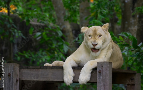 Sticker White lioness is smiling on the timber with forest background.