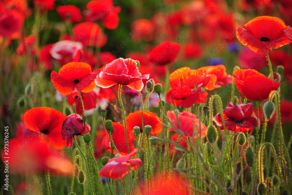 Obraz premium ポピー ポピー畑