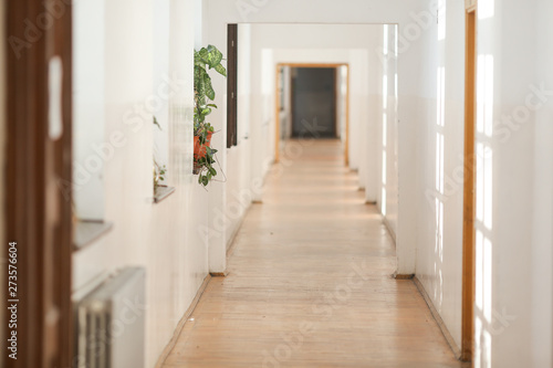 House plant inside a long empty hallway, in an old building with white freshly painted walls and parquet floors