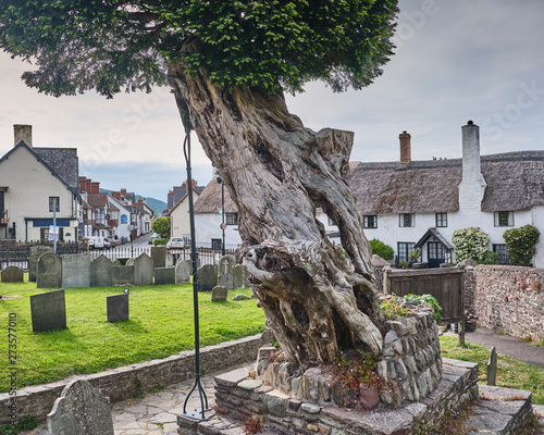 Fotografi Ancient Yew Tree in St Dubricius Churchyard, Porlock, Exmoor