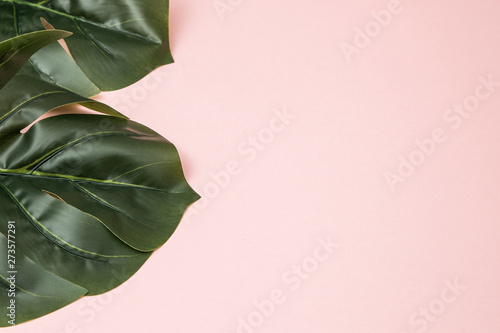 Monstera Plant Leaves On Pastel Pink Background