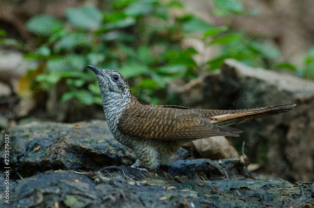 Fototapeta premium Banded Bay Cuckoo in nature