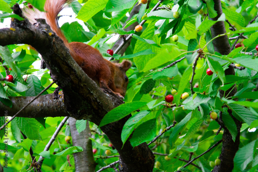 Squirrel on a tree eating red cherry