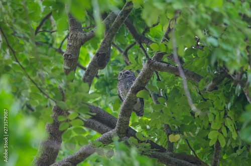 Spotted owlet  Athene brama 