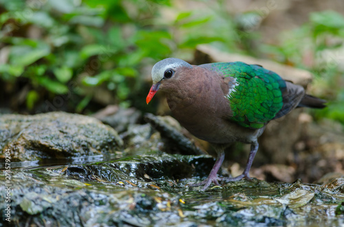 Emerald dove or Green Pigeon photo
