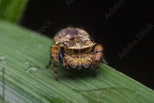 jumping spider in nature