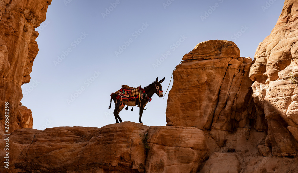 Lone Donkey Tied to Distant Ridge in Petra Canyon.