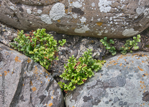 Wall Rue growing on a stone wall photo