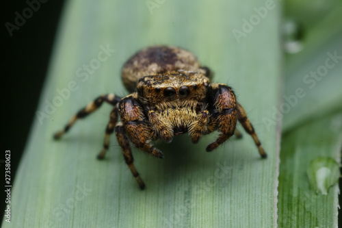 jumping spider in nature © ZAIRIAZMAL