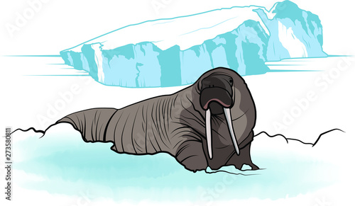 Walrus in the Snow