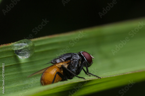 closeup shot of bug nature animal