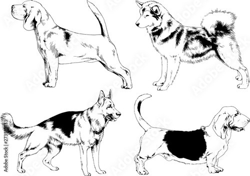 vector drawings sketches pedigree dogs in the racks drawn in ink by hand , objects with no background	