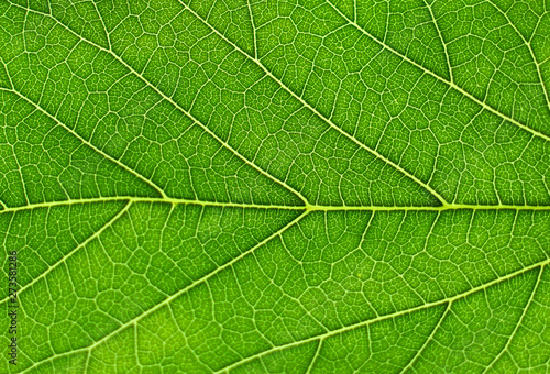 close up on fresh green leaf vein
